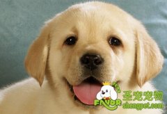 狗狗牙齿的保养