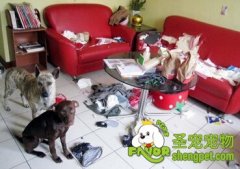 狗狗为什么会搞破坏