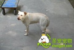 为什么狗会夹尾巴