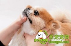 怎么喂狗吃药好