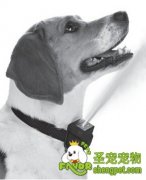 训练狗狗的那些工具