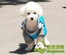 狗狗必备的雨季装备!