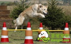 怎么训练狗狗听话