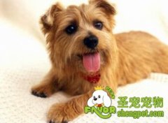 怎么为狗狗清洁