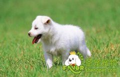 狗狗为什么会吃草