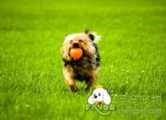 训练时该怎么奖励狗狗