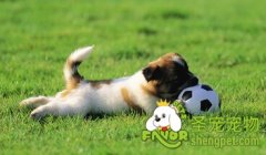 训练狗狗有什么好处