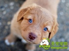 治疗狗狗眼睛出现血脓的方法