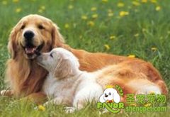 怎么延缓狗的寿命