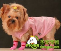 给狗狗穿袜子好吗