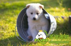 如何成为一名合格的宠物家长