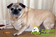 为什么狗狗会肥胖