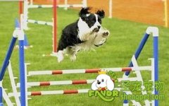 训练狗狗的原则