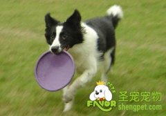 训练狗狗的手段