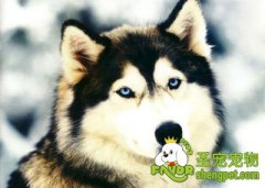 狗狗色盲是如何判断出来的