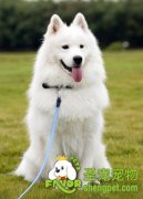 如何看狗狗多少岁了