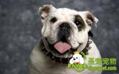 狗狗突然间无法行走心脏病的征兆