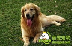 老龄犬流食的做法