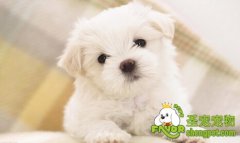 什么食物能让犬毛变好