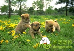 为什么不买散装狗粮