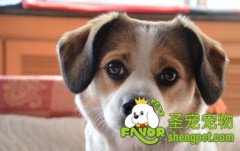 购买狗粮是需要注意那些