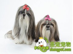 为什么狗狗毛发会打结