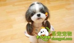 怎么使犬毛增多