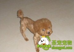 什么样的狗狗需要剃毛