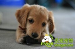  怎么预防狗狗得厌食症