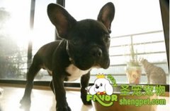 影响狗狗食欲的因素有哪些