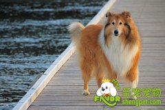 狗狗洗澡的好处和方法注意事项