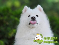 如何治疗狗狗耳朵肿胀