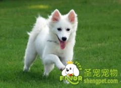 如何训练狗狗保持喂食习惯