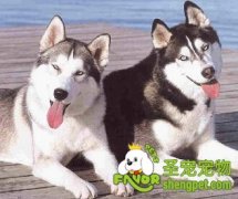  为什么狗狗会腹泻