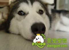 狗狗腹泻怎么办