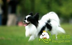 为什么狗狗会掉毛