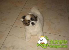 为什么狗狗会蹭着屁股走路