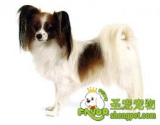 怎么给狗狗正确的使用梳子