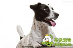 狗狗得癌症的表现及治疗方法