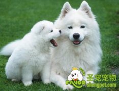 如何理解狗狗的叫声