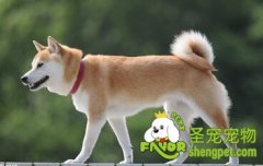 什么食物狗狗不能吃