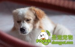 狗狗骨折该怎么处理