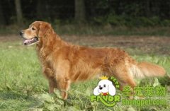 出门遛狗要注意什么