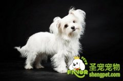 出门遛狗的必备品