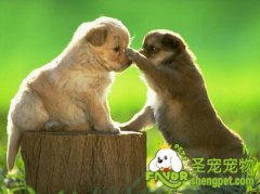 买幼犬好还是买成年犬好