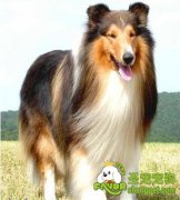 狗狗驯养的起源作用