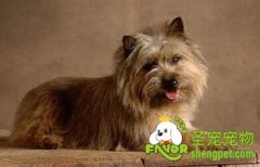 训练狗狗为什么会失败