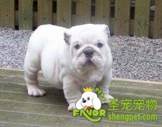 如何把笨狗训练成聪明狗