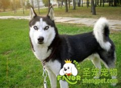 为什么要给狗狗座绝育