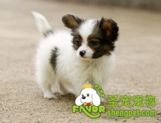 什么情况下狗狗不能洗澡